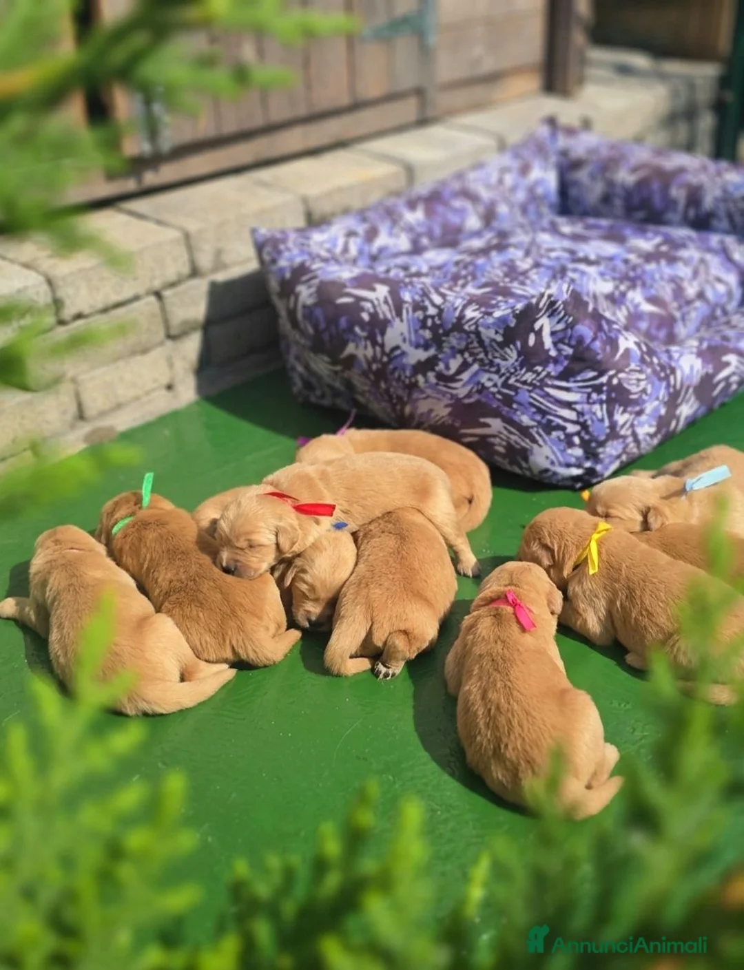 Golden Retriever cani in vendita: Golden retriever americani 100% - Annuncio 7