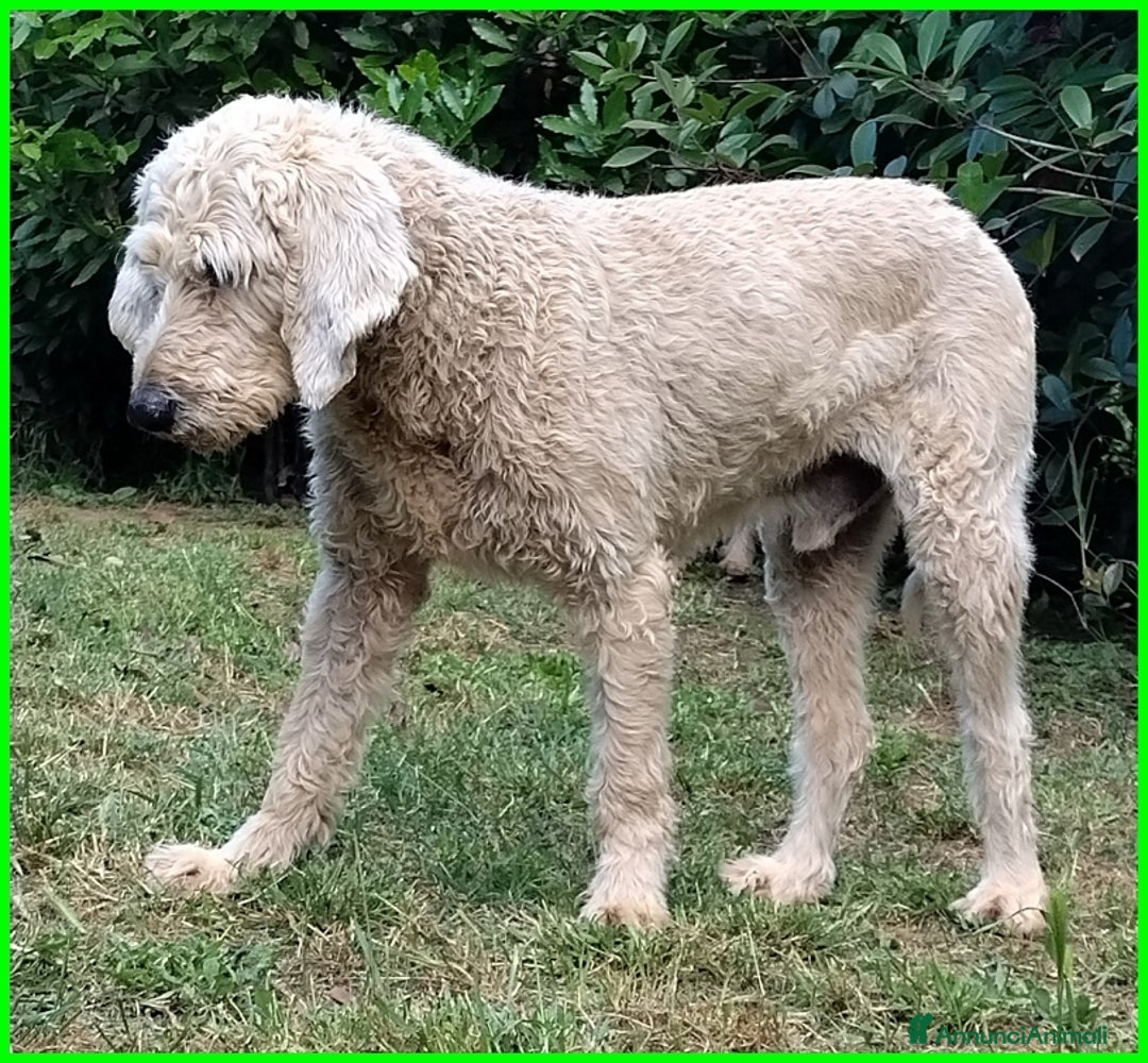 Lagotto cani in regalo: ALDO, DOLCE SIMIL LAGOTTINO 4 ANNI, UNA VITA NEGAT - Immagine 2