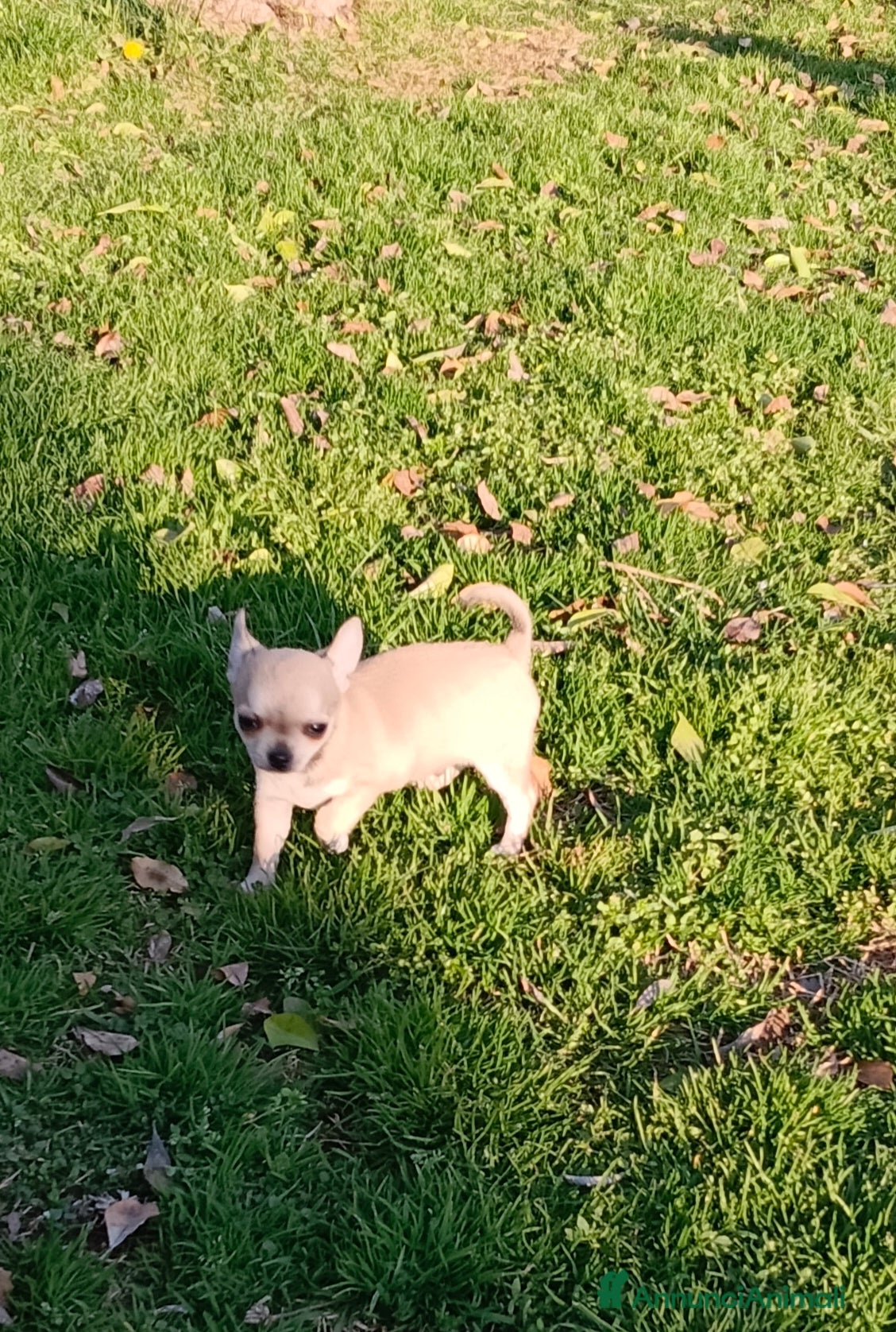 Chihuahua cani Chihuahua maschio - Annuncio 1