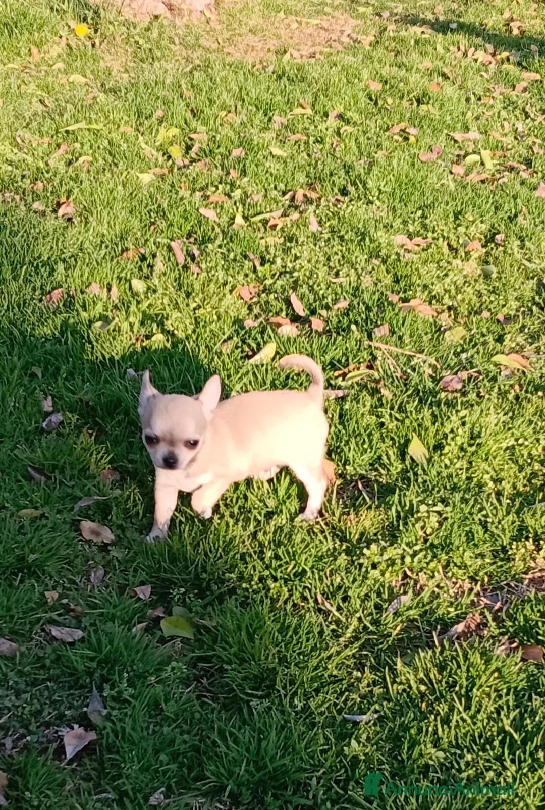 Chihuahua cani in vendita: Chihuahua maschio - Annuncio 1