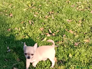 Chihuahua cani Chihuahua maschio - Annuncio 14