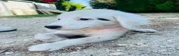 Altre razze cani in regalo: Tenerissimi cuccioli s. Maremmani - Annuncio 3