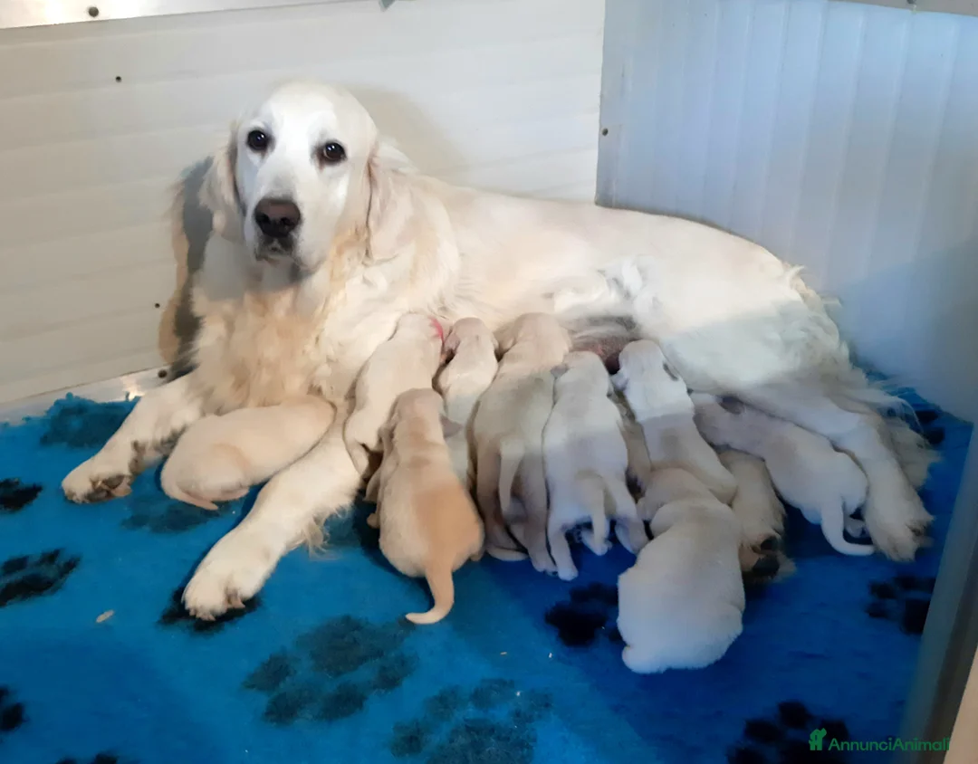 Golden Retriever cani in vendita: Cucciola di Golden Retriever  - Annuncio 2