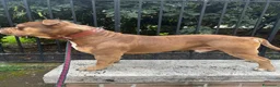 American Bully cani per accoppiamento: Cerco femmina stessa razza per accoppiamento  a Città metropolitana di Roma Capitale - Annuncio 3
