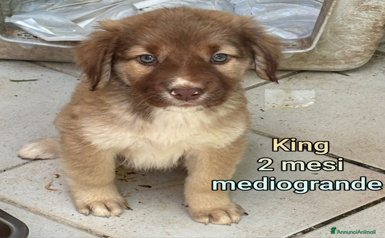 Meticcio cani - Annuncio 5