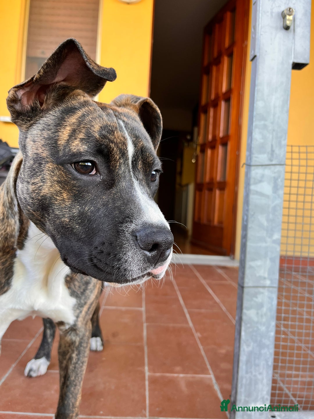 American Staffordshire cani in regalo: Regalo cucciolo - Annuncio 5