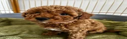 Barboncino Toy cani in vendita:  3 Adorabili Barboncini Toy a Città metropolitana di Milano - Annuncio 17