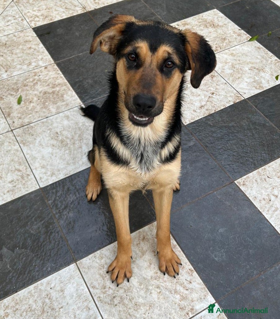 Meticcio cani CIRCE ASPETTA UNA MAMMA  - Annuncio 1