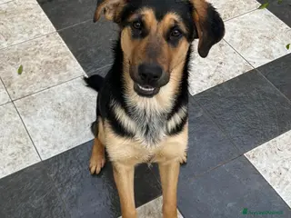 Meticcio cani CIRCE ASPETTA UNA MAMMA - Annuncio 5