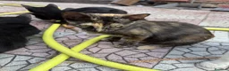 Meticcio gatti in regalo: Gattini cercano casa a Città metropolitana di Catania - Annuncio 8