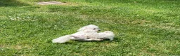 Maltese cani in vendita: Maltese - Annuncio 2