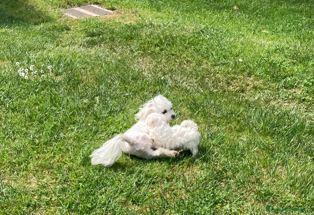 Maltese cani in vendita: Maltese - Annuncio 2