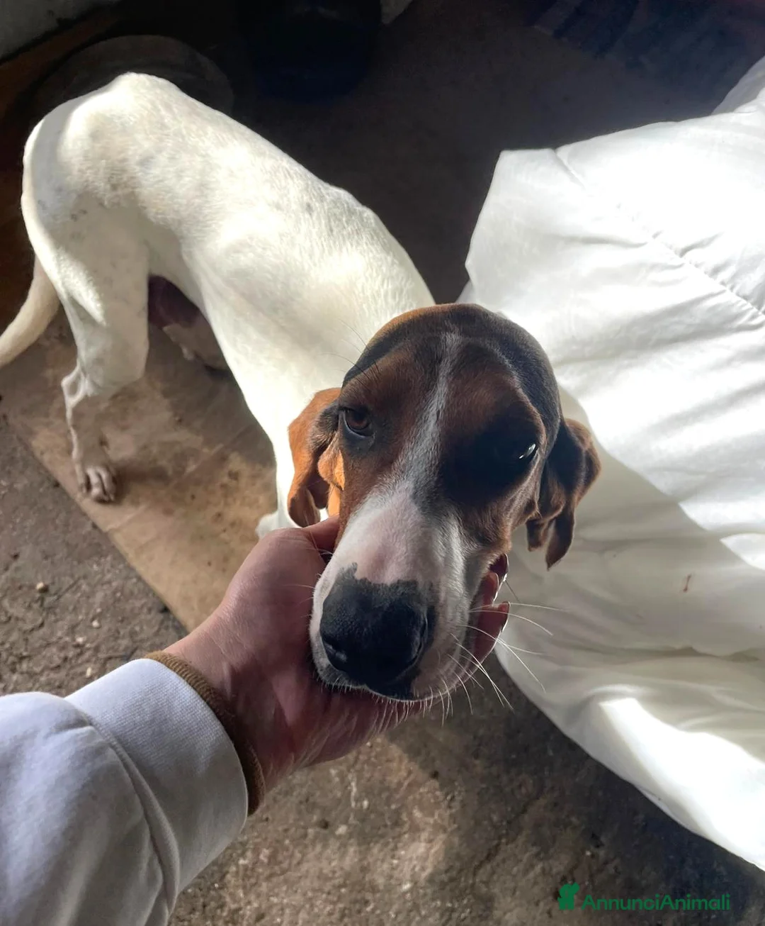 Meticcio cani in regalo: DUE SPLENDIDE SORELLINE a Provincia di Reggio Emilia - Annuncio 2