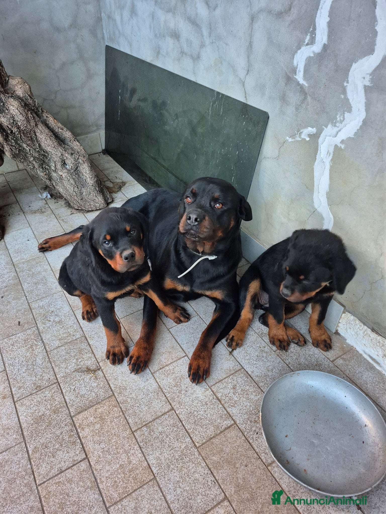 Rottweiler cani Vendo cuccioli di Rottweiler - Annuncio 4