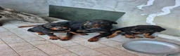 Rottweiler cani in vendita: Vendo cuccioli di Rottweiler - Annuncio 1