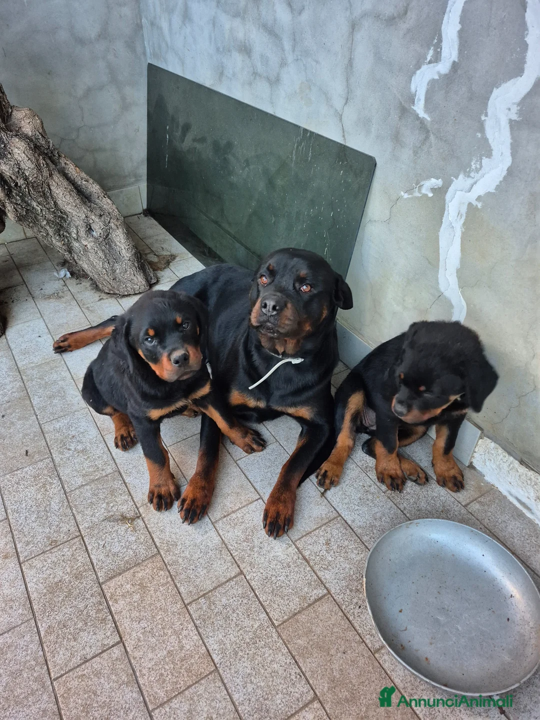 Rottweiler cani in vendita: Vendo cuccioli di Rottweiler - Annuncio 1