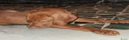Vizsla cani in vendita: Vizsla ungherese a Provincia di Massa e Carrara - Annuncio 3
