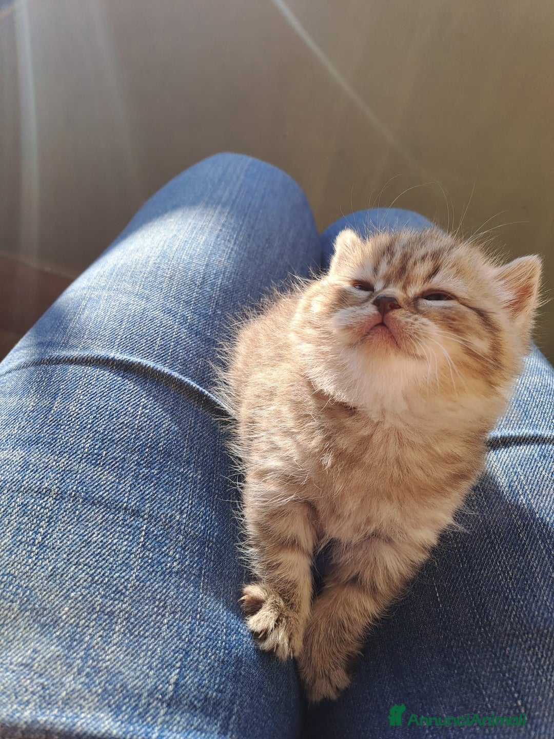 Scottish gatti in vendita: Fantastici Gattini Scottish Straight  - Annuncio 4