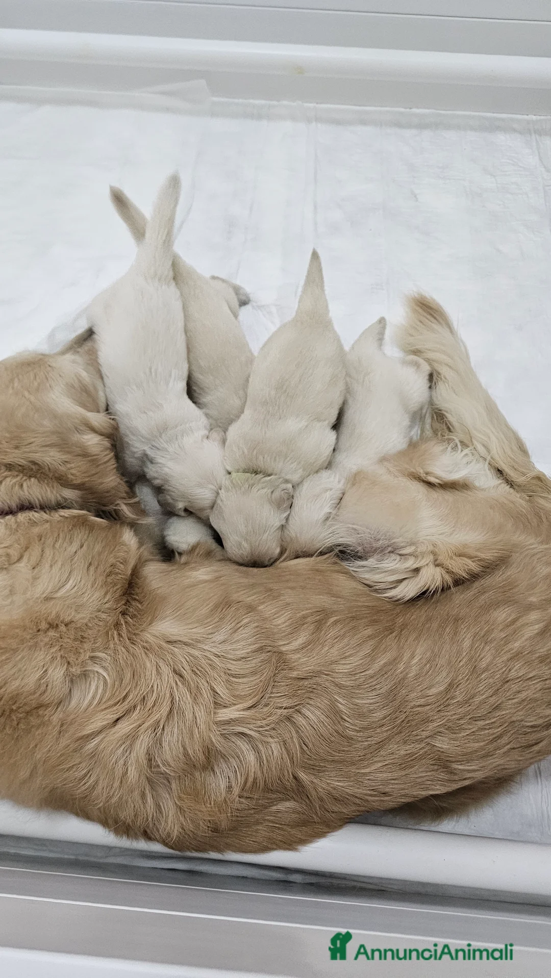Golden Retriever cani in vendita: Cuccioli di Golden Retriever disponibili - Annuncio 2