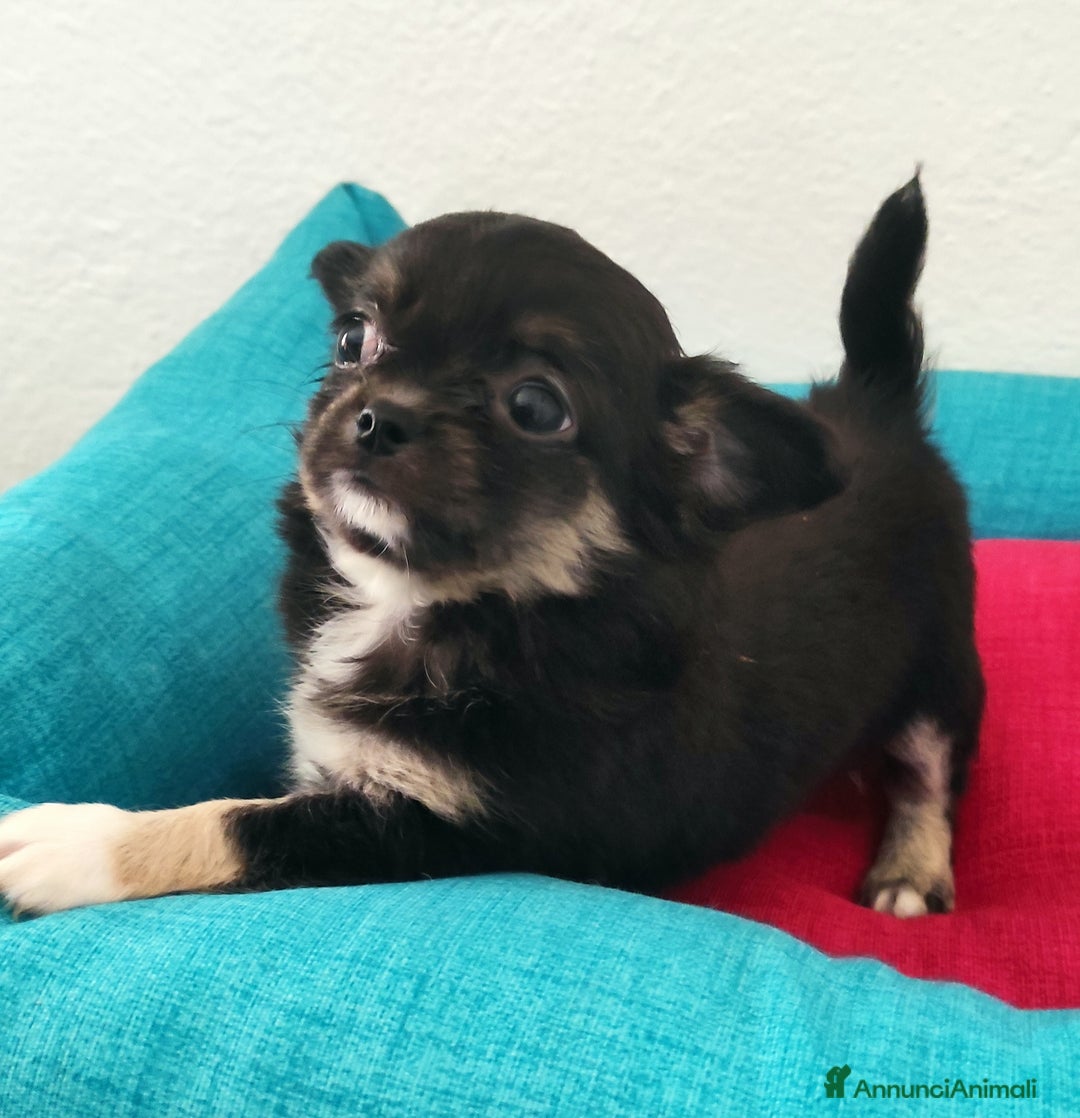 Chihuahua cani in vendita: Cuccioli di chihuahua a pelo lungo - Annuncio 6