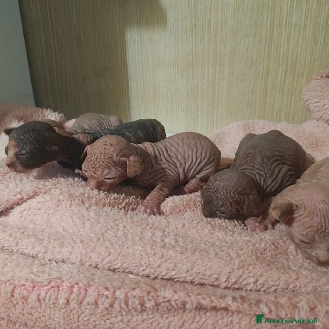 Sphynx gatti in vendita: Sphynx cuccioli - Annuncio 5