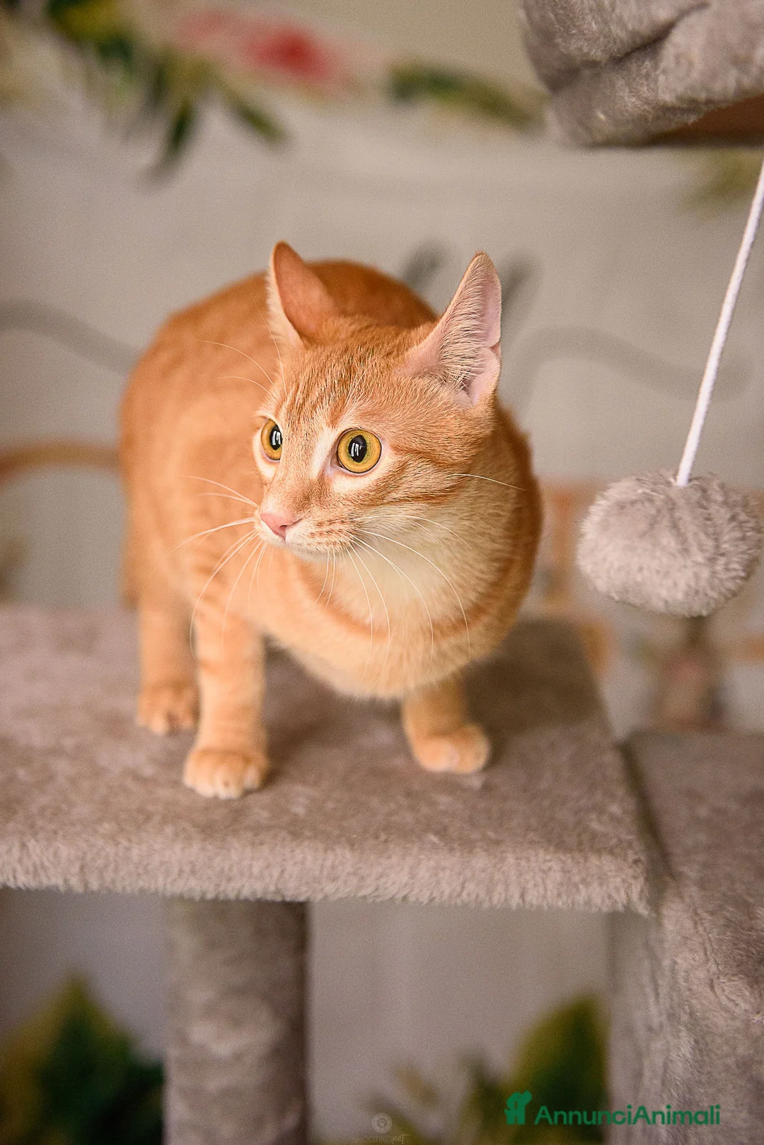 Europeo gatti in regalo: Adotta Zoe, porta vita nella tua vita - Annuncio 7