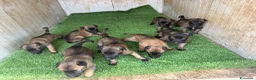 Beagle cani in vendita: Pastore belga Malinois  - Annuncio 2