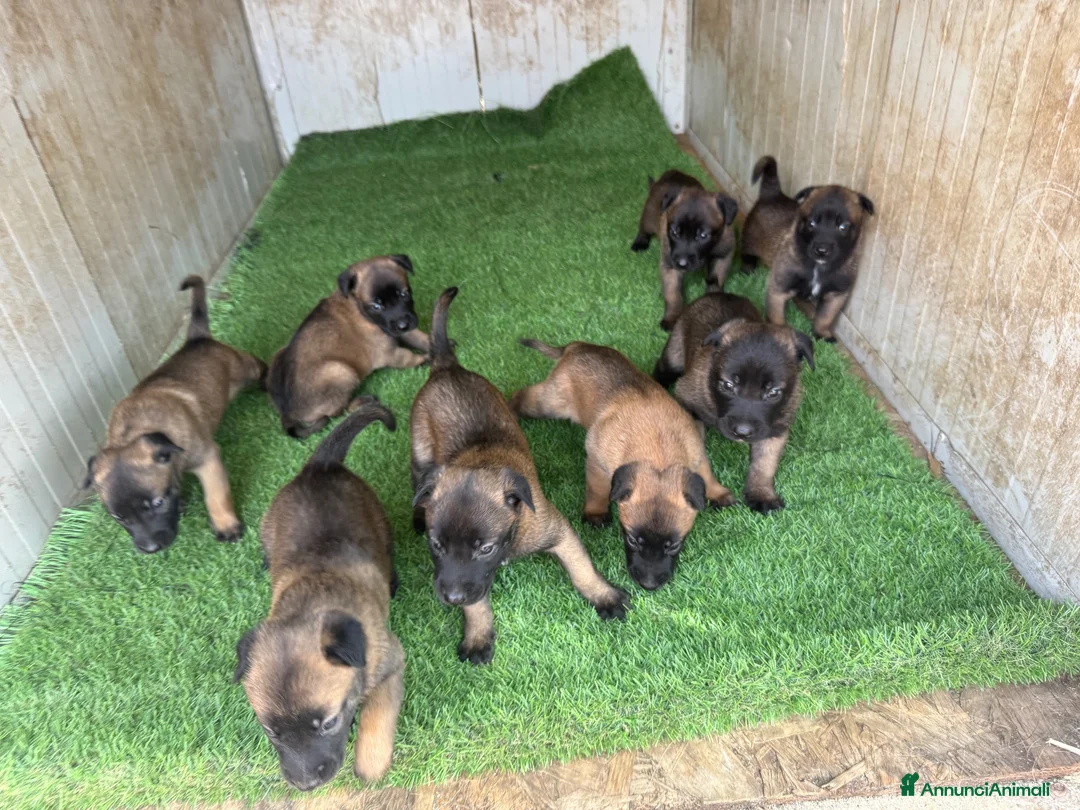 Beagle cani in vendita: Pastore belga Malinois  - Annuncio 2