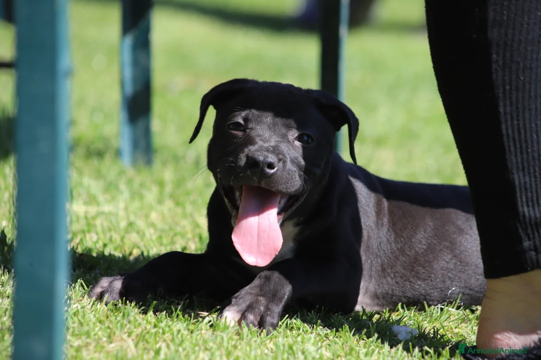 Pitbull cani in vendita: Cuccioli di Pit Bull con pedigree anche a rate - Annuncio 39
