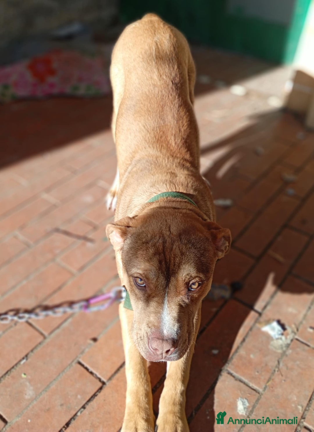 Pitbull cani in vendita: cedo maschio pitbull 6 mesi - Annuncio 1