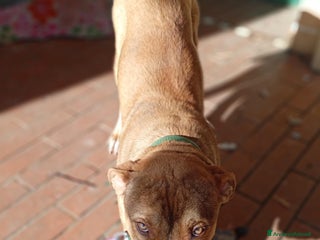 Pitbull cani cedo maschio pitbull 6 mesi - Annuncio 1