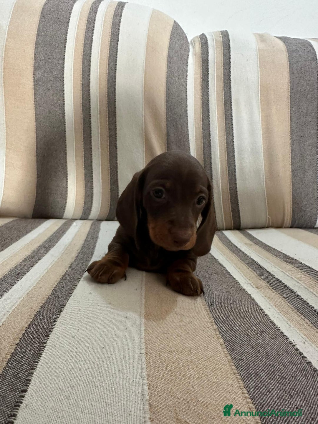 Bassotto cani in vendita: Disponibile femmina cioccolato  - Annuncio 1