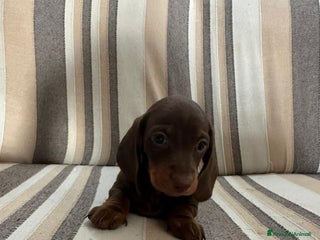 Bassotto cani Disponibile femmina cioccolato - Annuncio 1