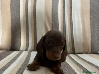 Bassotto cani Disponibile femmina cioccolato - Annuncio 17