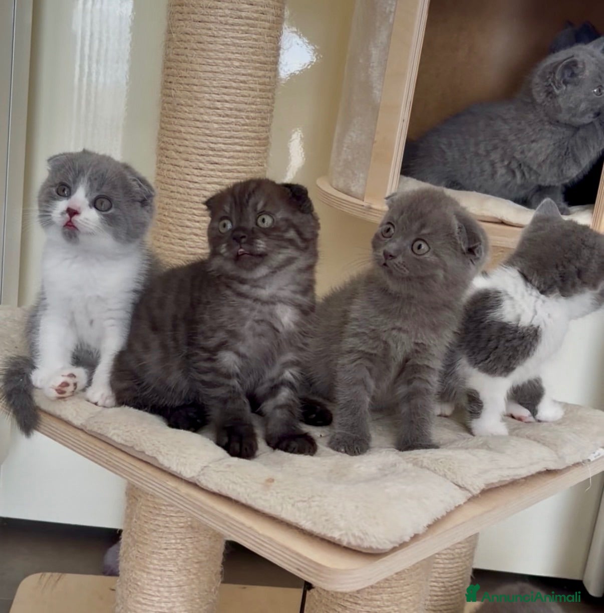 Scottish gatti Scottish fold e straight  - Annuncio 10