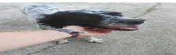 Meticcio cani in regalo: THEA 🩷 ASPETTA ANCORA IL SUO PUNTO FERMO a Provincia di Ravenna - Annuncio 3