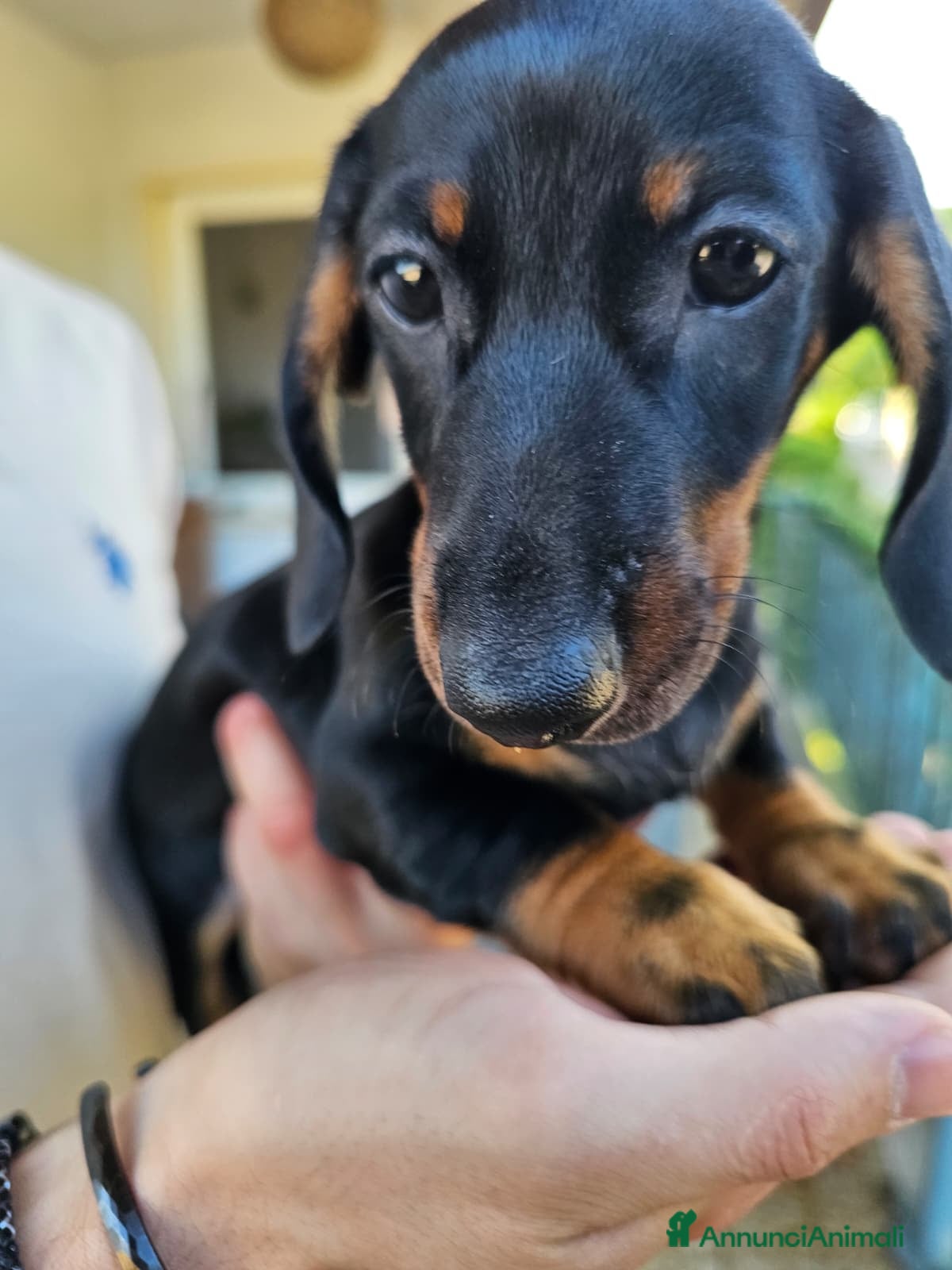 Bassotto cani in vendita: Bassotti nani - Annuncio 14