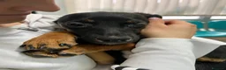 Meticcio cani in regalo: JUDI, cucciola rimasta sola! TG MEDIO PICCOLA - Annuncio 2