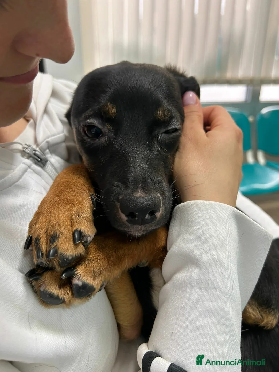 Meticcio cani in regalo: JUDI, cucciola rimasta sola! TG MEDIO PICCOLA - Annuncio 2