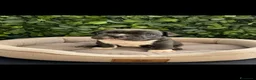 Bulldog Francese cani in vendita: Cuccioli bulldog francese  - Annuncio 2