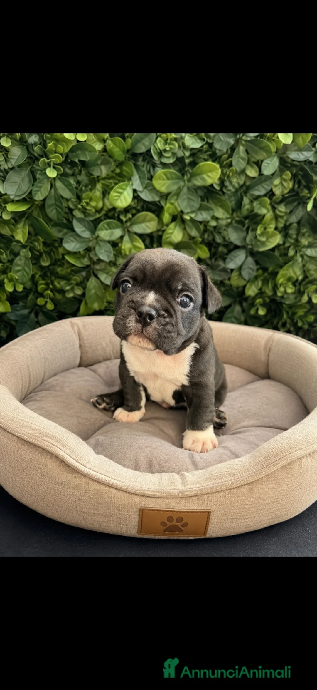 Bulldog Francese cani in vendita: Cuccioli bulldog francese  - Annuncio 2