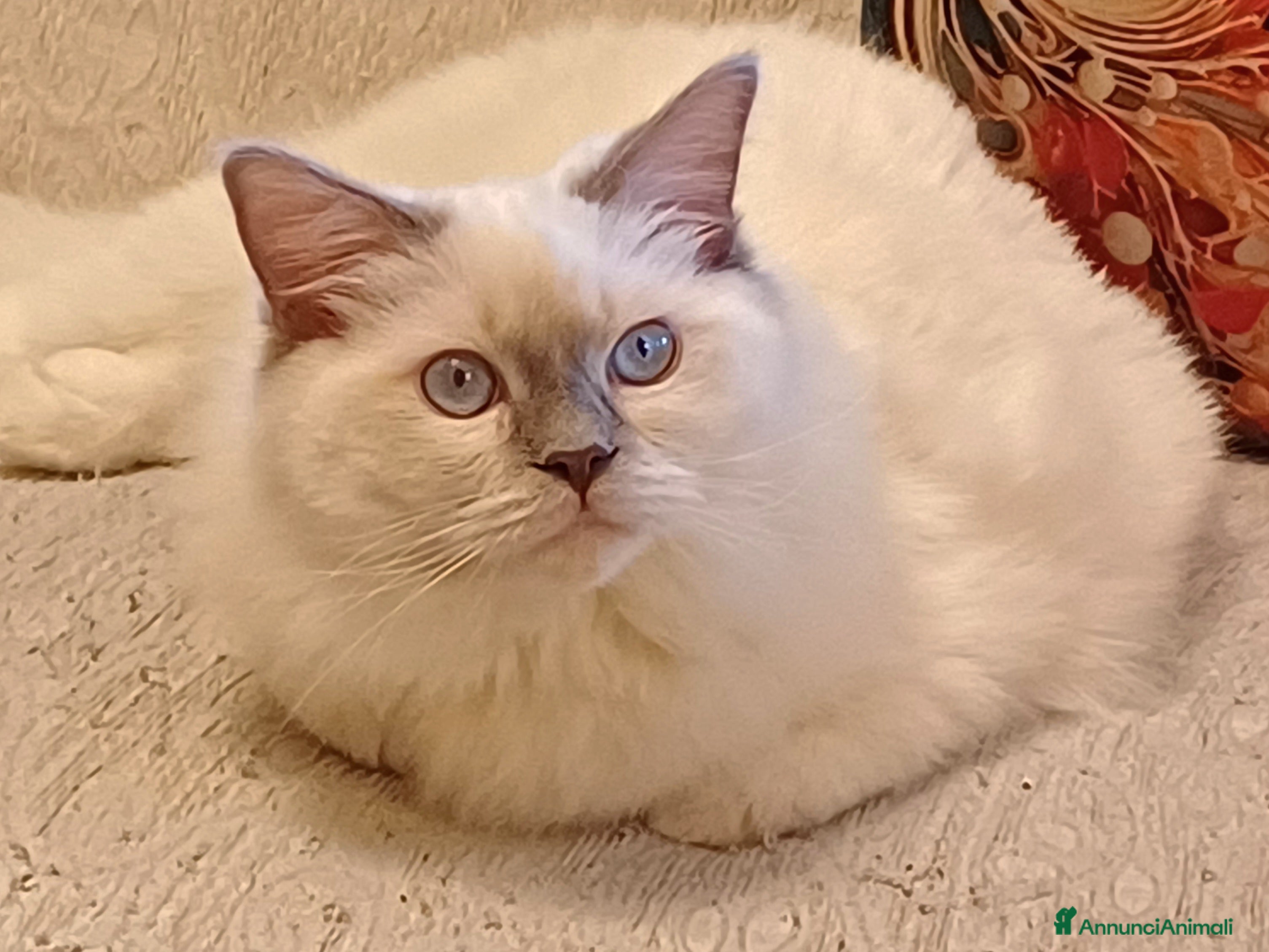 Ragdoll gatti Wonder Blue Sirius - Annuncio 1