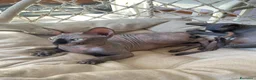 Sphynx gatti in vendita: Cuccioli Sphynks  a Provincia di Pesaro e Urbino - Annuncio 1