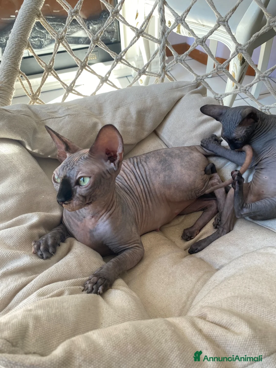 Sphynx gatti in vendita: Cuccioli Sphynks  a Provincia di Pesaro e Urbino - Annuncio 1