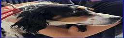 Setter Inglese cani in regalo: TEOBALDO, SIMIL SETTER 4 ANNI, UN SIGNORE DI ALTRI - Annuncio 5