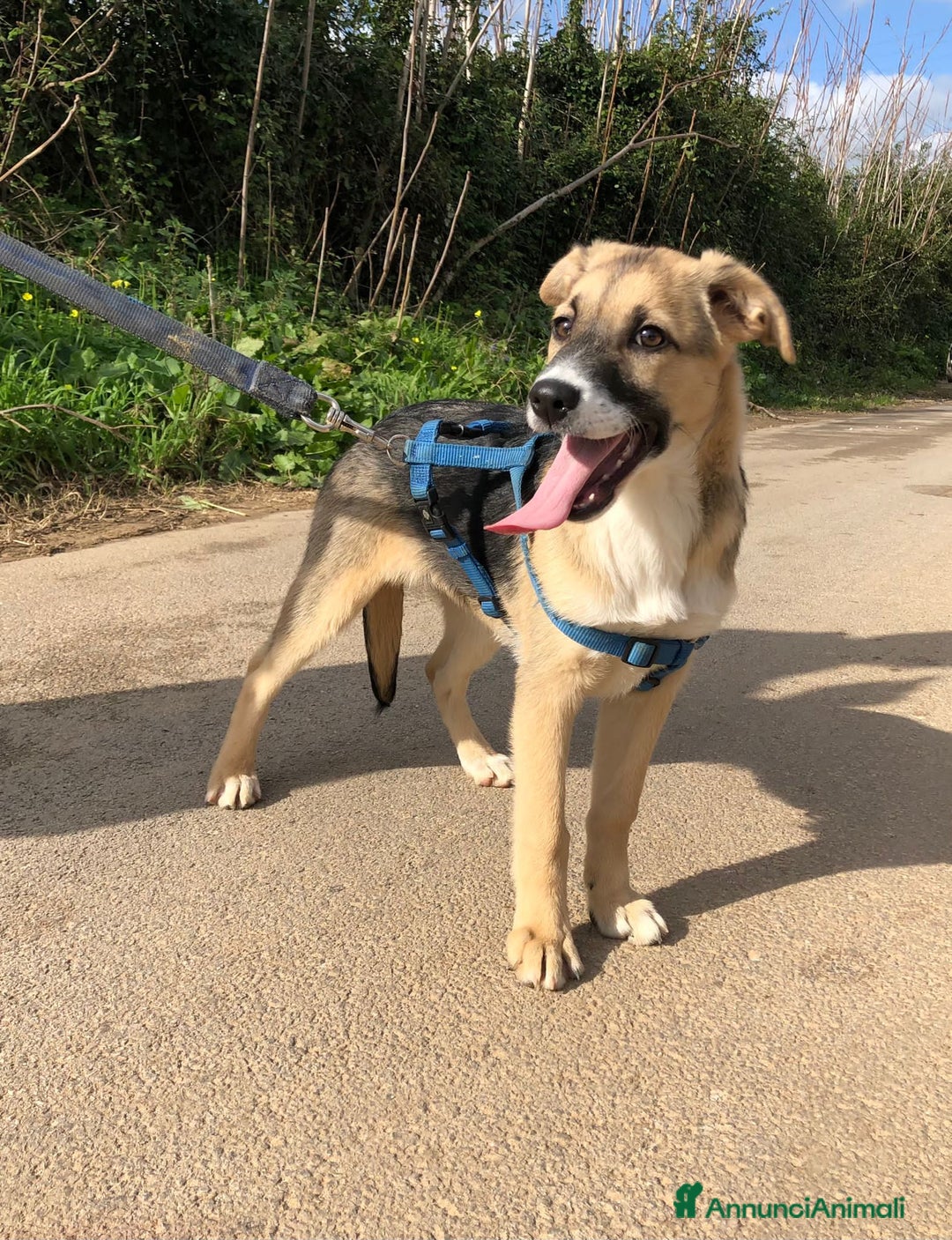 Altre razze cani in regalo: LISA  - Annuncio 5