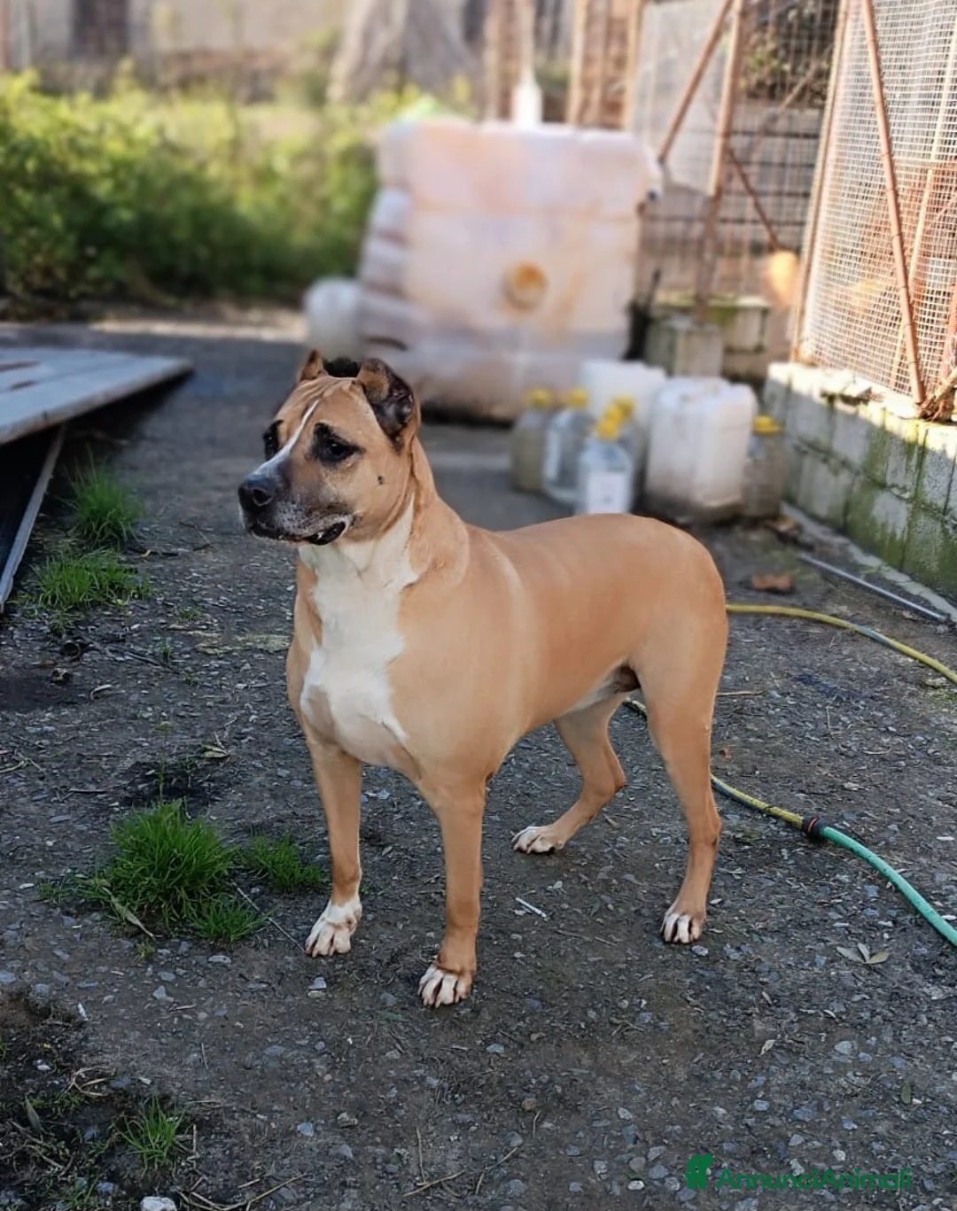 Meticcio cani in regalo: AKIRA MIX AMSTAFF ADOZIONE DEL CUORE  a Provincia di Varese - Annuncio 3