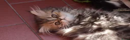 Persiano gatti in vendita: DISPONIBILI 2 MERAVIGLIOSI CUCCIOLI DI PERSIANO - Annuncio 6