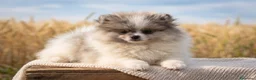 Volpino Pomerania cani in vendita: Cucciole di Pomerania  a Provincia di Cuneo - Annuncio 3