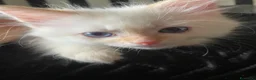 Siberiano gatti in vendita: Disponili cuccioli siberiani! Occhi azzurri! - Annuncio 1